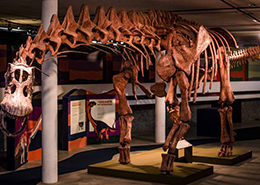 Mostra_Cient&iacute;fica_Dinossauro_Patagotitan